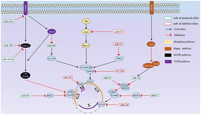 Non-coding RNAs to regulate cardiomyocyte proliferation: A new trend in therapeutic cardiac regeneration